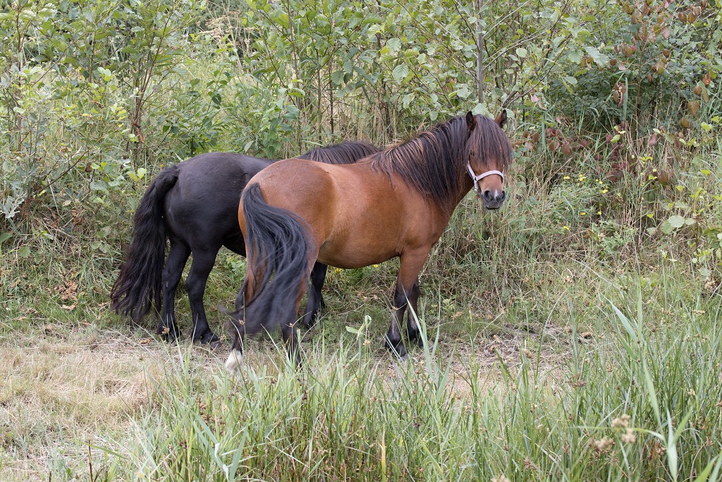 sint Annabos polderbos annapolder natuurgebied natuurmonumenten hdr rockanje voorne putten bos wandelroute polder oostvoorne
